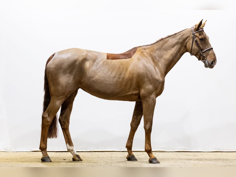 Selle Français Mare 12 years 16,3 hh Chestnut in Waddinxveen