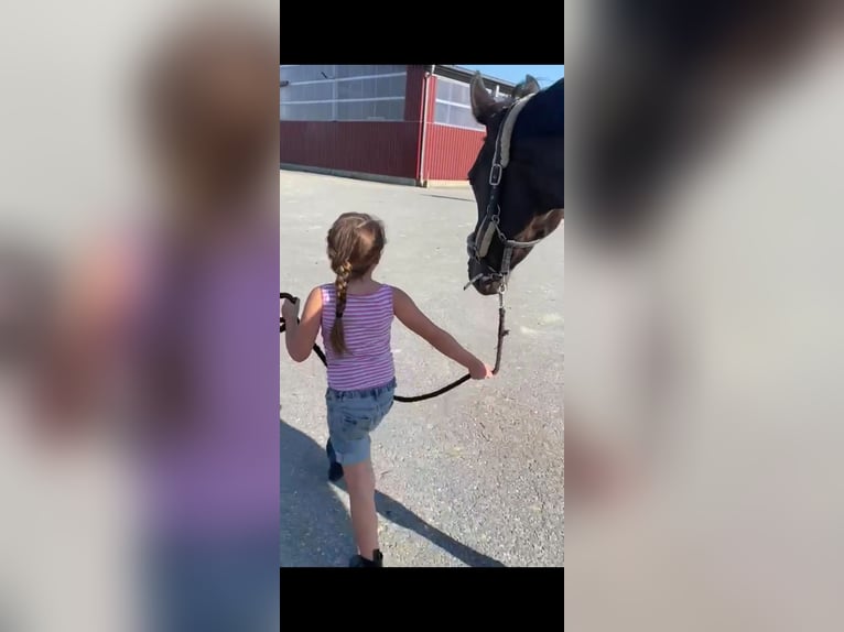 Selle Français Mare 12 years 17,1 hh in M&#xFC;nster