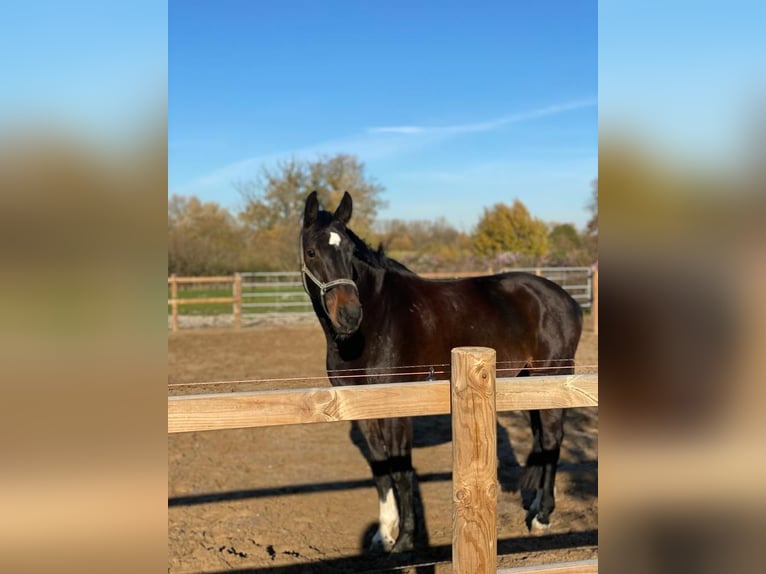 Selle Français Mare 12 years 17,1 hh in M&#xFC;nster