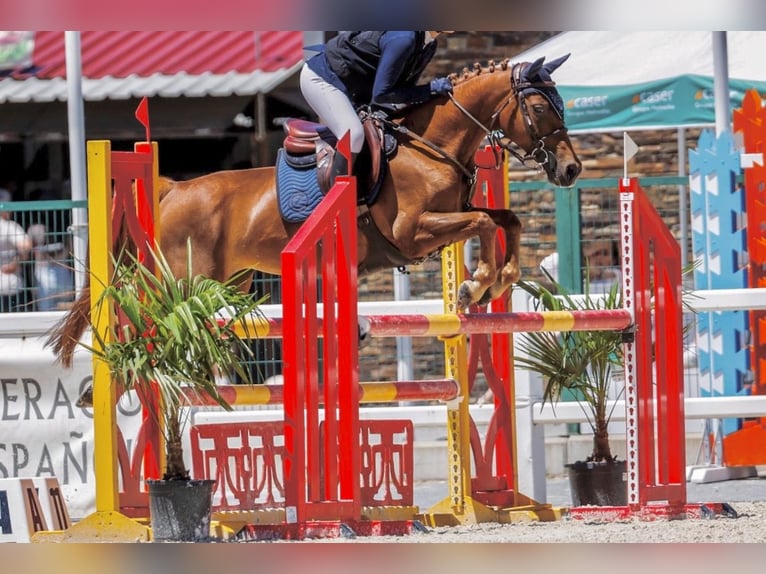 Selle Français Mare 13 years 13,2 hh Chestnut-Red in Oviedo