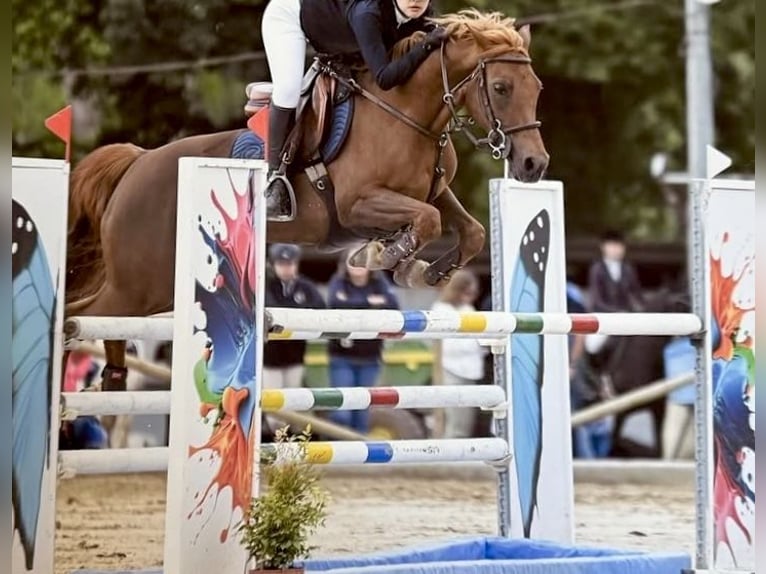 Selle Français Mare 13 years 13,2 hh Chestnut-Red in Oviedo