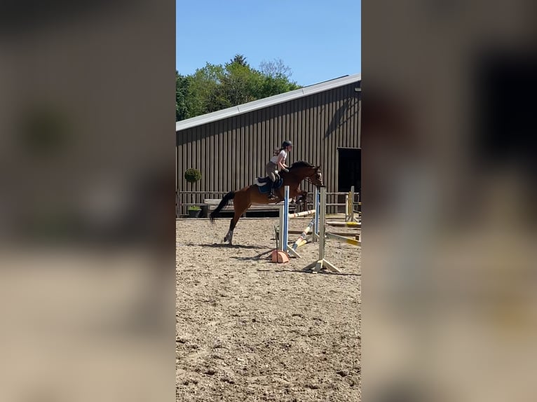 Selle Français Mare 13 years 15,2 hh Brown in Epe