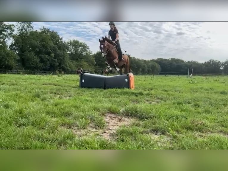 Selle Français Mare 13 years 15,2 hh Brown in Epe