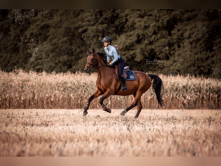 Selle Français Mare 13 years 15,3 hh Brown in Weinheim