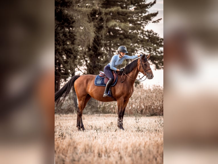 Selle Français Mare 13 years 15,3 hh Brown in Weinheim