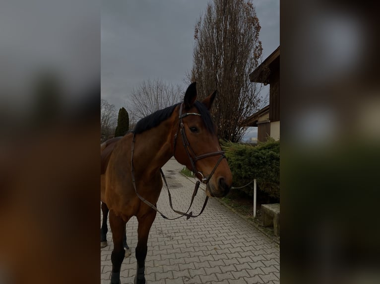 Selle Français Mare 13 years 16,1 hh in Schwieberdingen