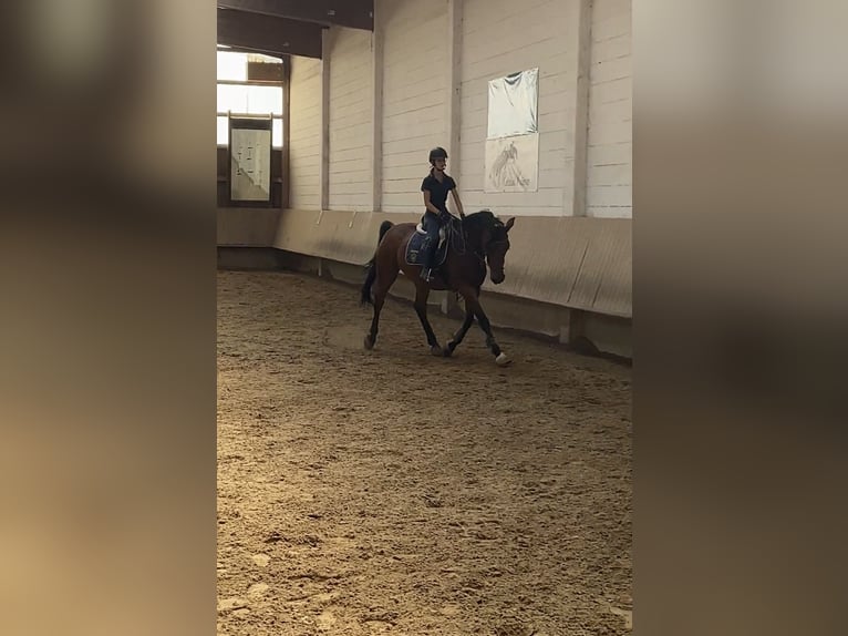 Selle Français Mare 13 years 16,1 hh in Schwieberdingen