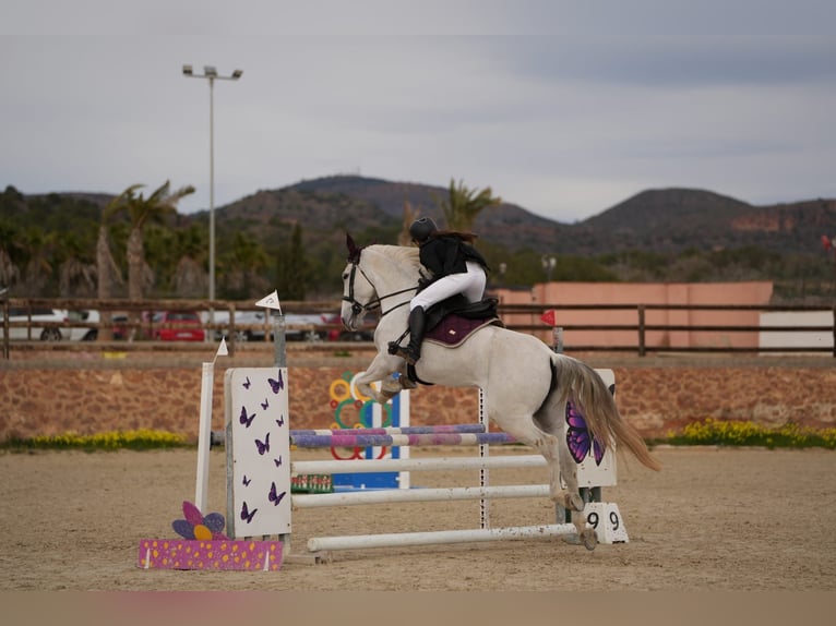 Selle Français Mare 13 years 16,1 hh Gray in Naquera