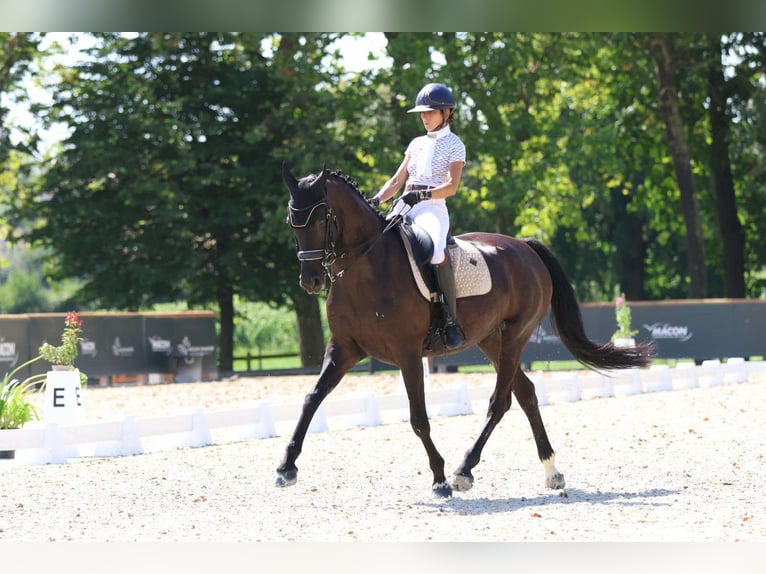 Selle Français Mare 13 years 16,2 hh Black in Diemoz