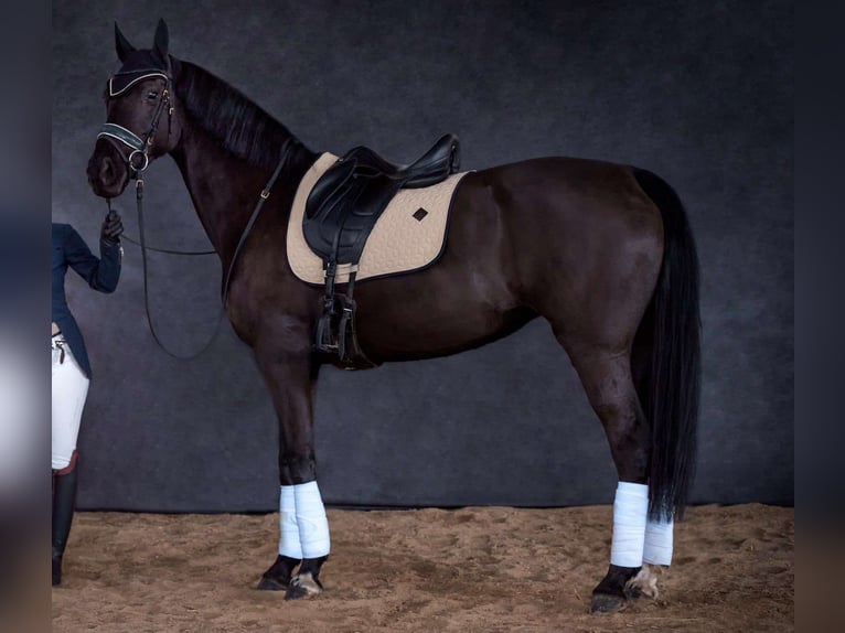 Selle Français Mare 13 years 16,2 hh Black in Diemoz