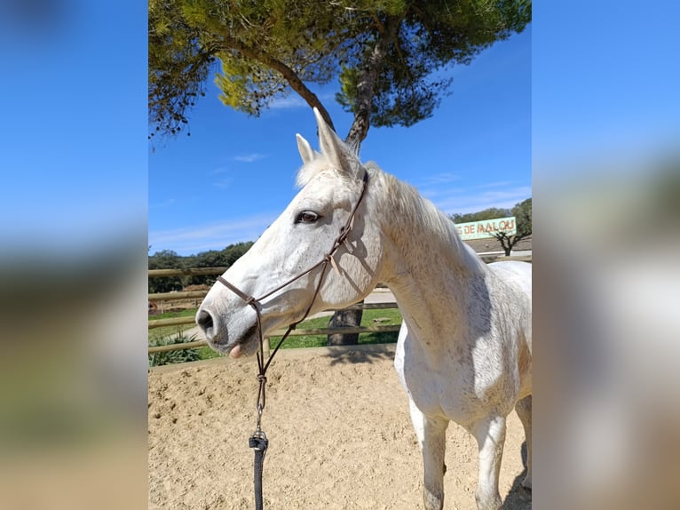 Selle Français Mare 13 years 16,2 hh Grey-Fleabitten in Montarnaud