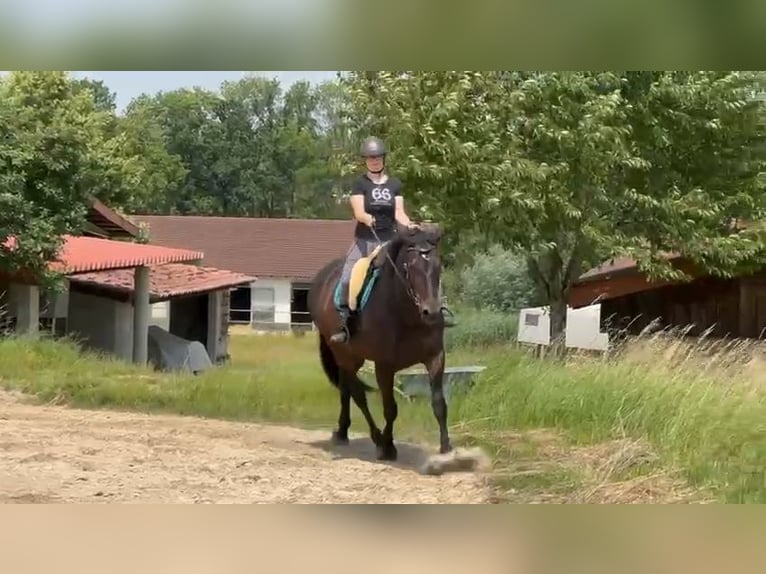 Selle Français Mare 13 years 17 hh in Leinfelden-Echterdingen