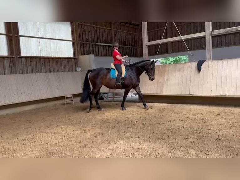 Selle Français Mare 13 years 17 hh in Leinfelden-Echterdingen