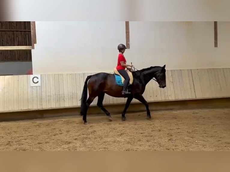 Selle Français Mare 13 years 17 hh in Leinfelden-Echterdingen