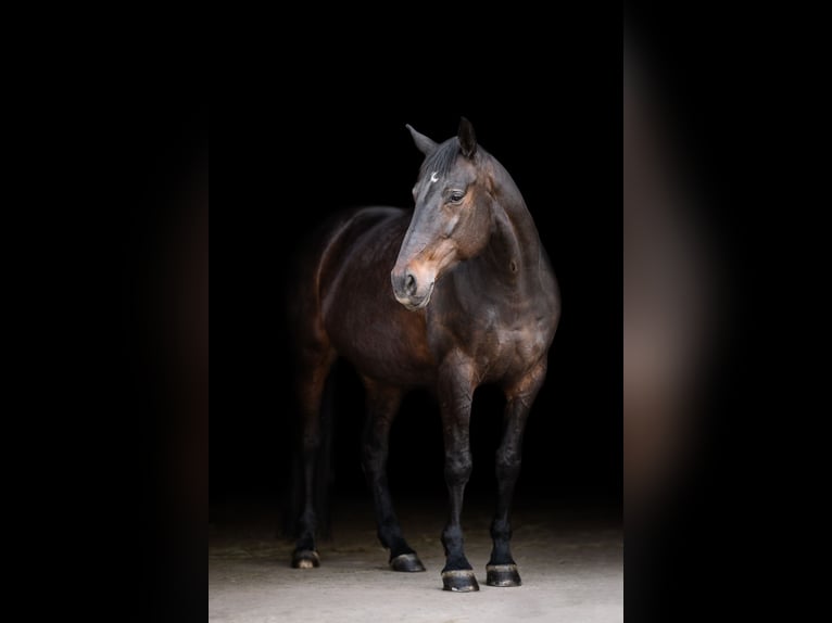 Selle Français Mare 13 years 17 hh in Leinfelden-Echterdingen