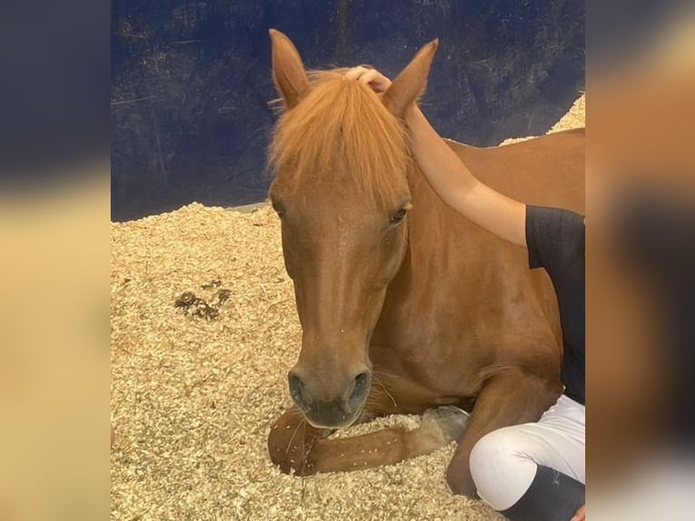 Selle Français Mare 14 years 13,2 hh Chestnut-Red in Oviedo