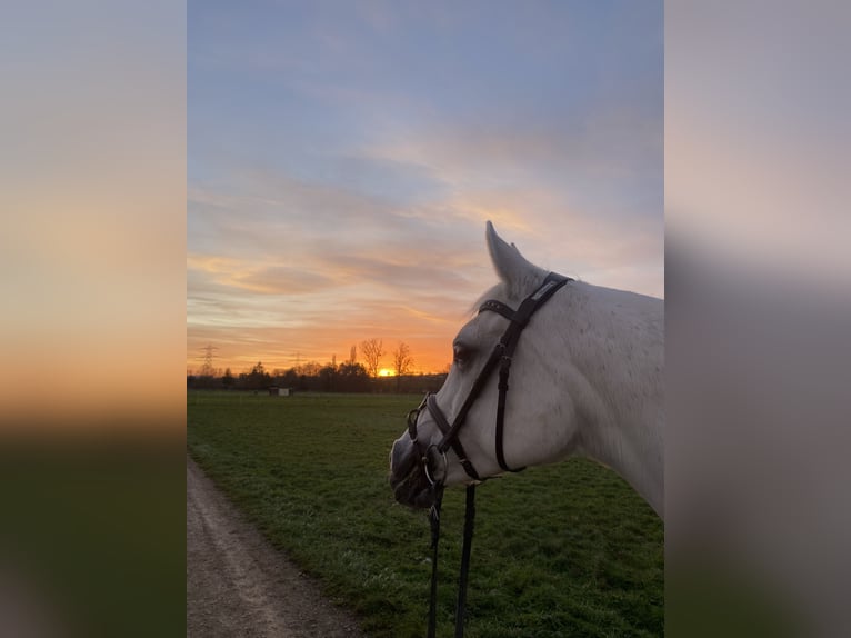 Selle Français Mare 14 years 14.3 hh Grey in Lörrach