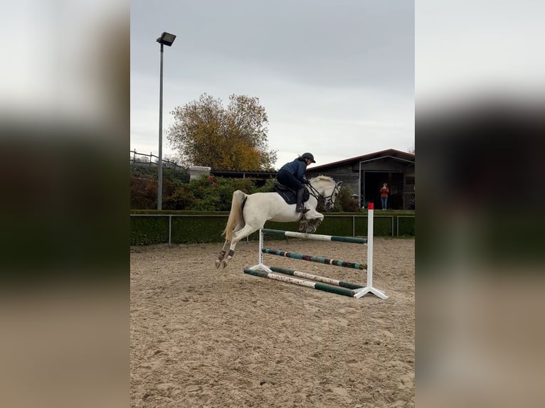 Selle Français Mare 14 years 14.3 hh Grey in Lörrach