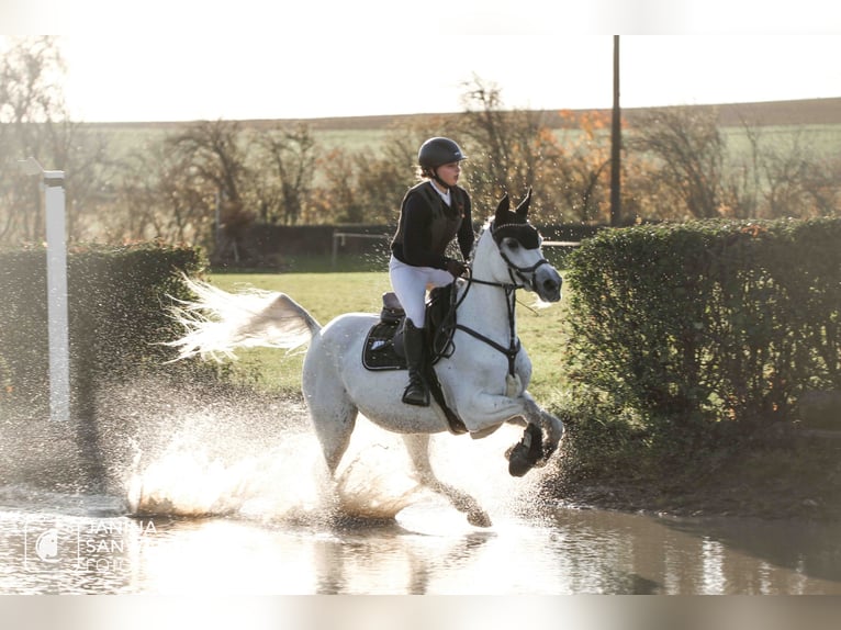 Selle Français Mare 14 years 14,3 hh Grey in Lörrach