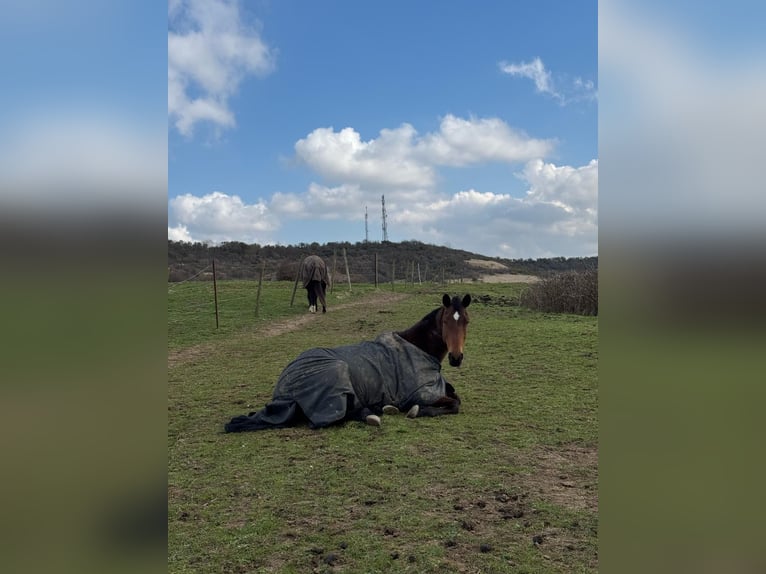 Selle Français Mare 14 years 16 hh Brown in Saint-Martin-Choquel