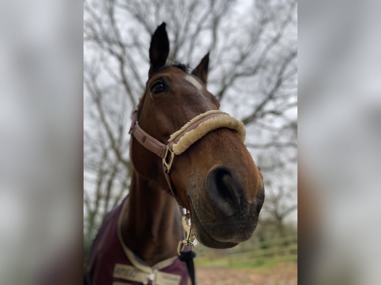 Selle Français Mare 14 years 16 hh Brown in Saint-Martin-Choquel