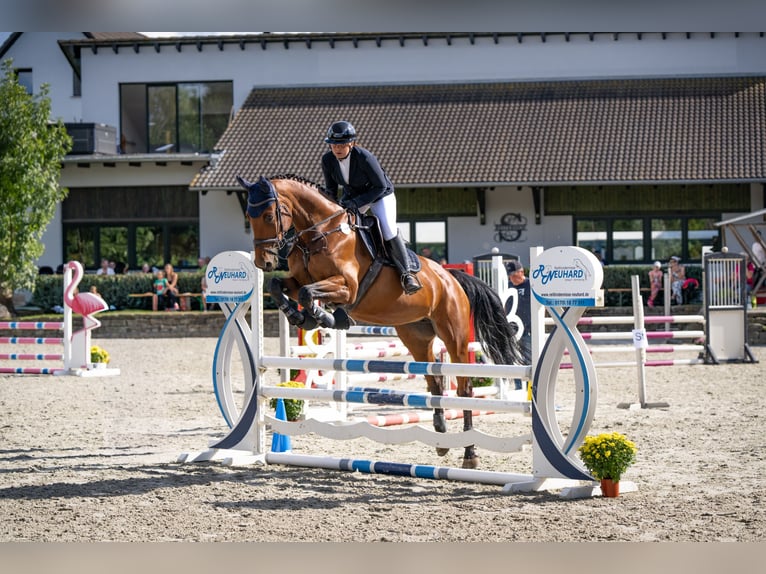 Selle Français Mare 14 years 16 hh Brown in Burgwerben