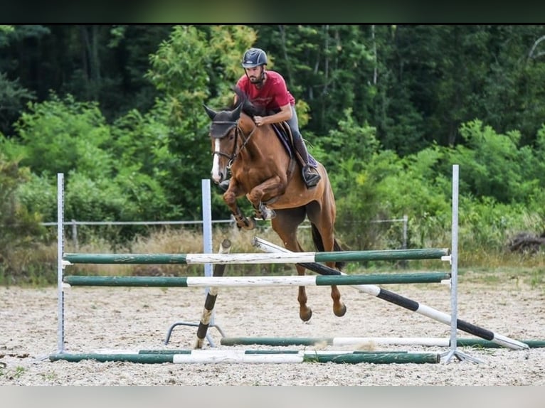 Selle Français Mare 14 years 16 hh Chestnut-Red in GROTE-BROGEL