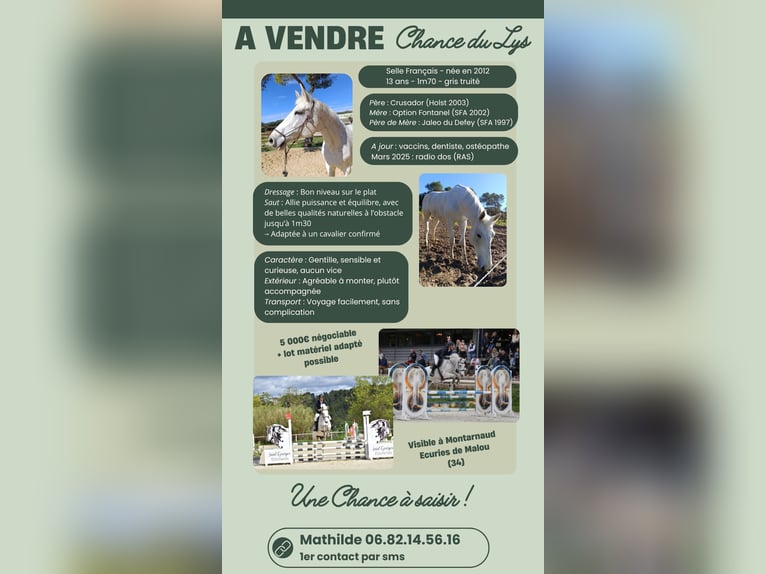 Selle Français Mare 14 years 16,2 hh Grey-Fleabitten in Montarnaud