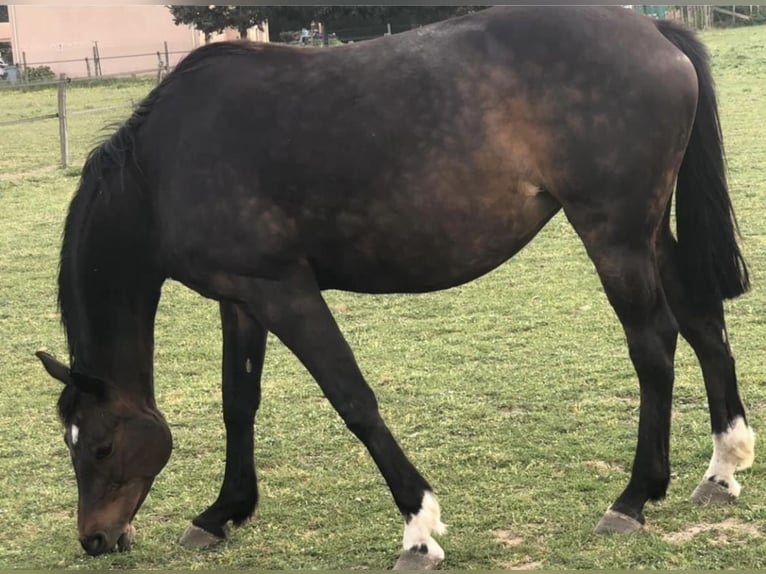 Selle Français Mare 14 years 17 hh Bay-Dark in Le Dorat