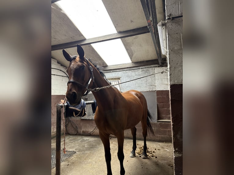 Selle Français Mare 14 years 17 hh Brown in Dour
