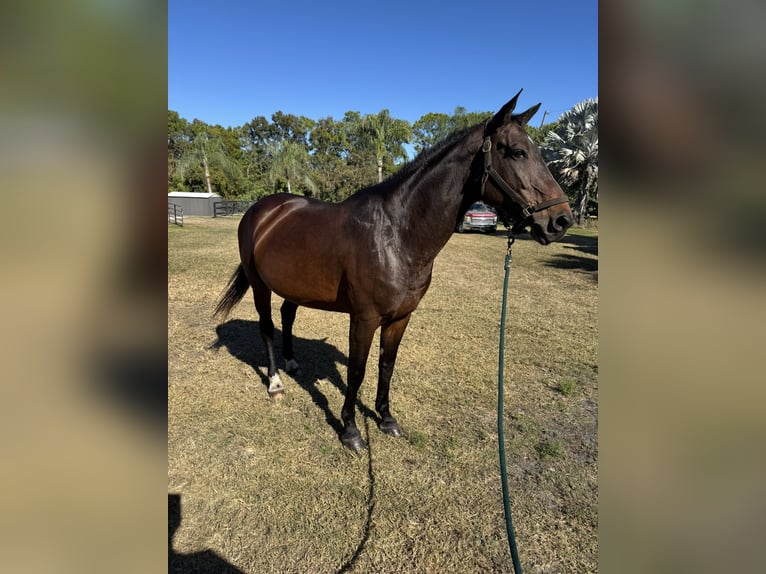 Selle Français Mare 14 years 17 hh Chestnut in Loxahatchee