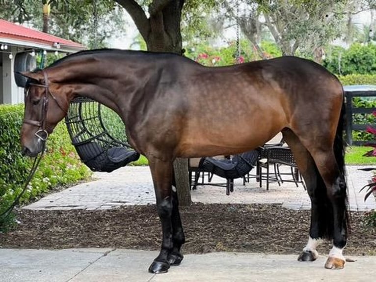 Selle Français Mare 14 years 17 hh Chestnut in Loxahatchee
