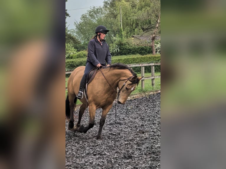 Selle Français Mix Mare 15 years 15.1 hh Buckskin in Stratford Upon Avon
