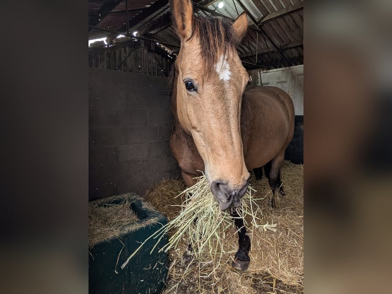 Selle Français Mix Mare 15 years 15.1 hh Buckskin in Stratford Upon Avon