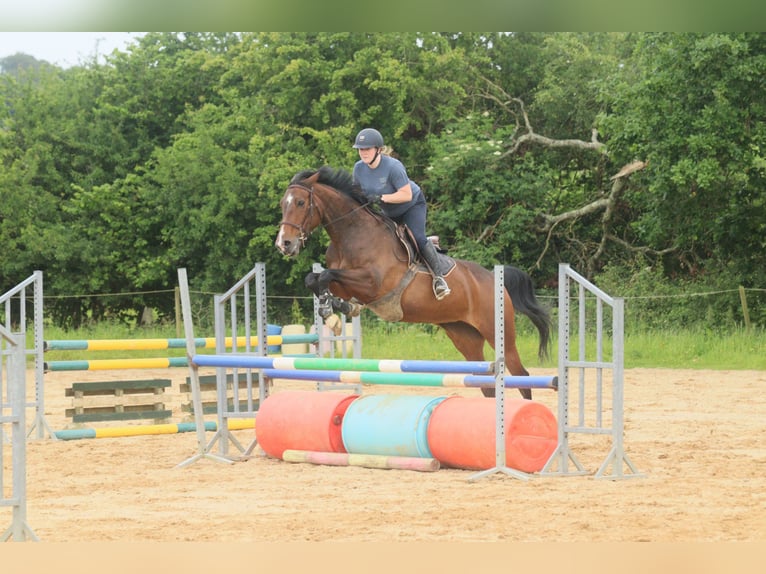 Selle Français Mare 15 years 15,2 hh Brown in Brix