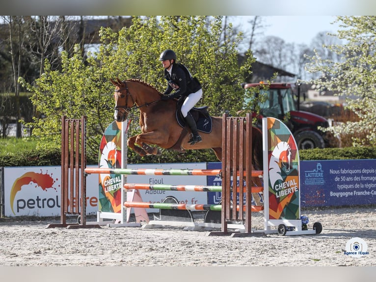 Selle Français Mare 15 years 16 hh Chestnut-Red in Henflingen