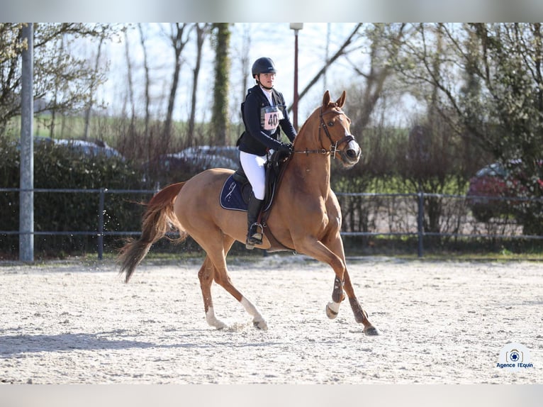 Selle Français Mare 15 years 16 hh Chestnut-Red in Henflingen