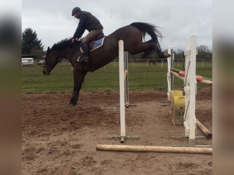 Selle Français Mare 15 years 16,1 hh Black in Moli&#xE8;res