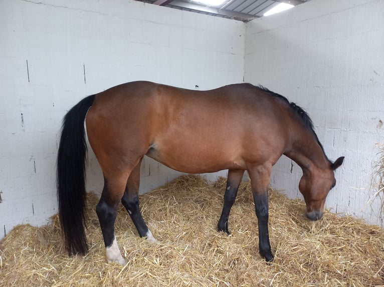 Selle Français Mare 15 years 16,1 hh Brown in ARCHIAC