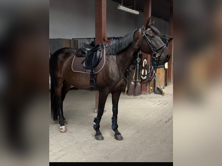 Selle Français Mare 15 years Bay-Dark in Zalau Salaj