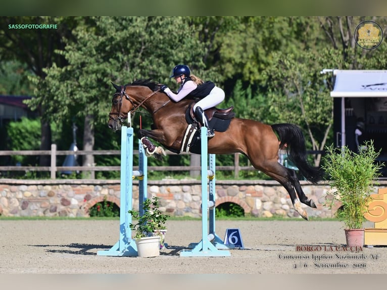 Selle Français Mare 16 years 16.1 hh Brown in Busto Arsizio