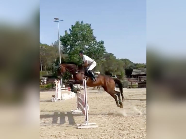 Selle Français Mare 16 years 16.2 hh Brown in Canapost