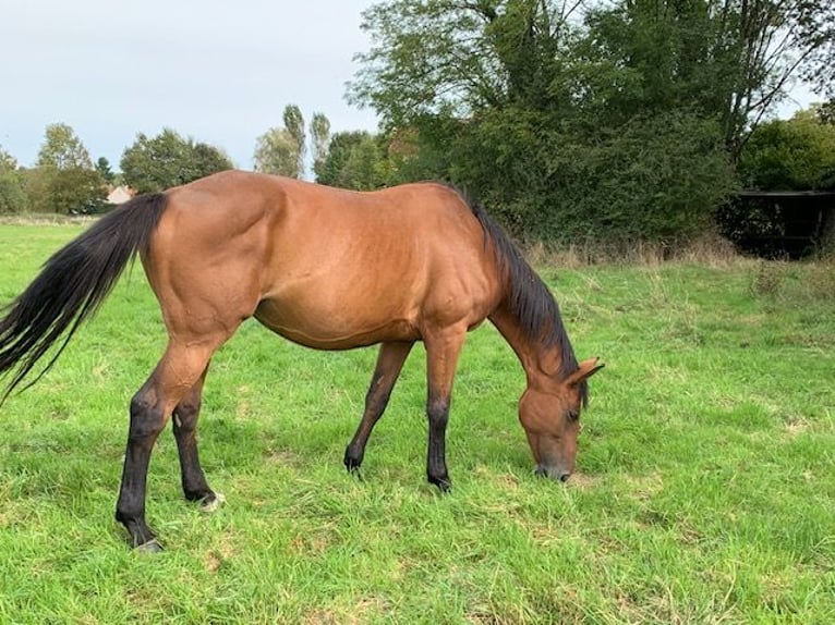 Selle Français Mare 16 years 16,3 hh Brown in Vesoul