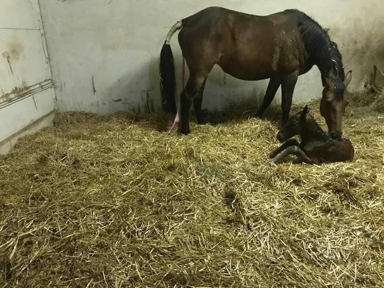 Selle Français Mare 16 years 16,3 hh Brown in Vesoul