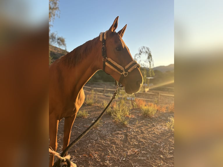 Selle Français Mare 16 years 16,1 hh Chestnut-Red in Ajaccio