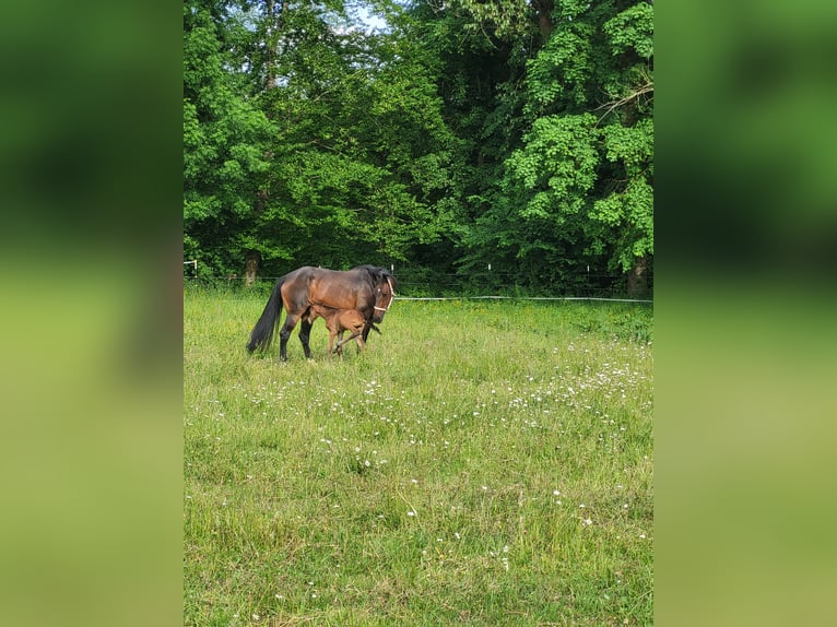 Selle Français Mare 16 years 16,2 hh Bay-Dark in Wört