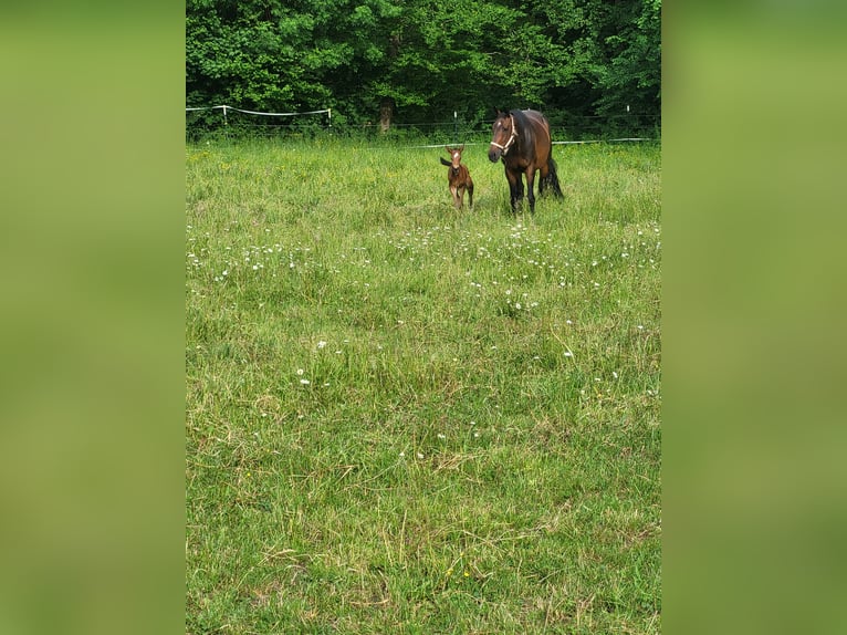 Selle Français Mare 16 years 16,2 hh Bay-Dark in Wört