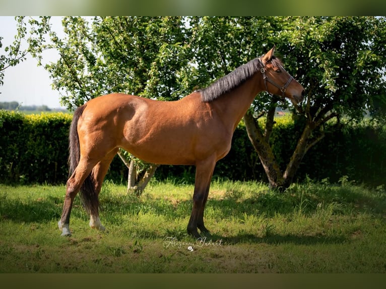 Selle Français Mare 16 years 16,2 hh Brown in TETEGHEM COUDEKERQUE VILLAGE