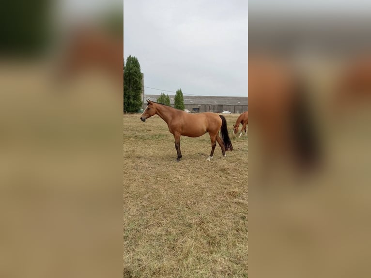 Selle Français Mare 16 years 16,2 hh Brown in TETEGHEM COUDEKERQUE VILLAGE