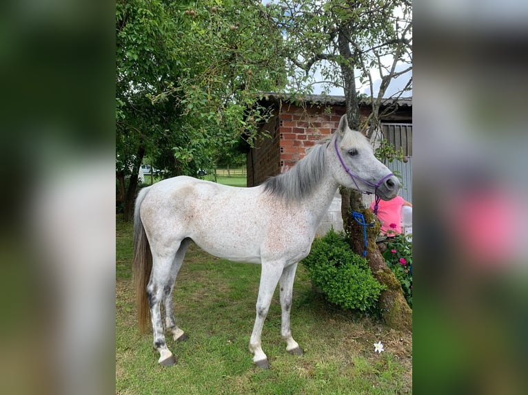 Selle Français Mare 16 years Gray-Fleabitten in Su&#xF1;ide